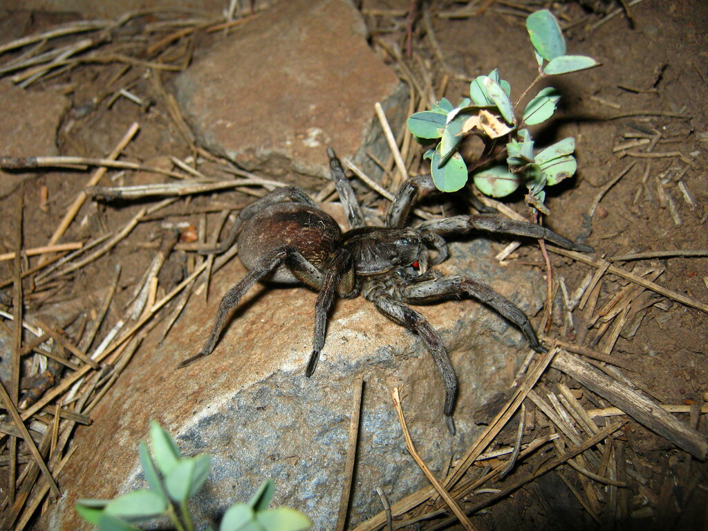 Tarantula A tarantula found near Flagstaff, AZ. Photo take… Flickr