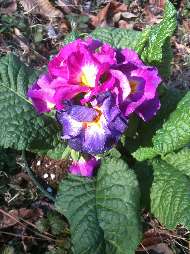 No Dead Flowers for Gifts I was Told English Primrose radellaf Flickr