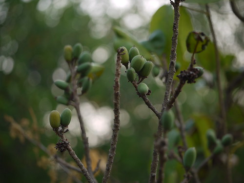 Rayan (Hindi रायन) Sapotaceae (sapota family) » Manilkara… Flickr