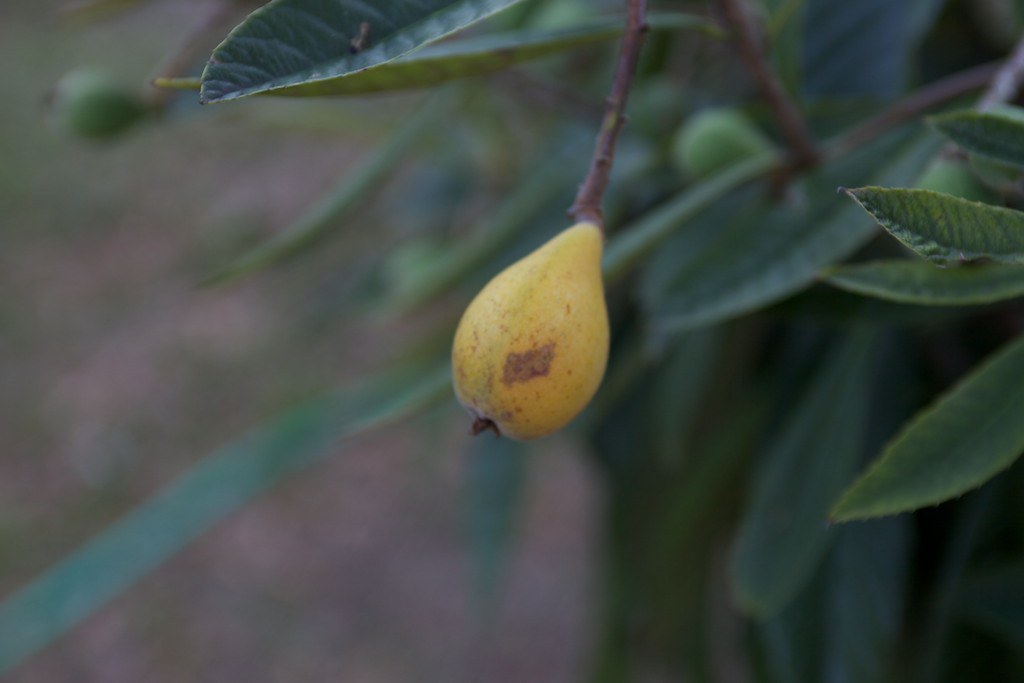 'Christmas' loquat Eriobotrya japonica. 'Christmas' is so… Flickr