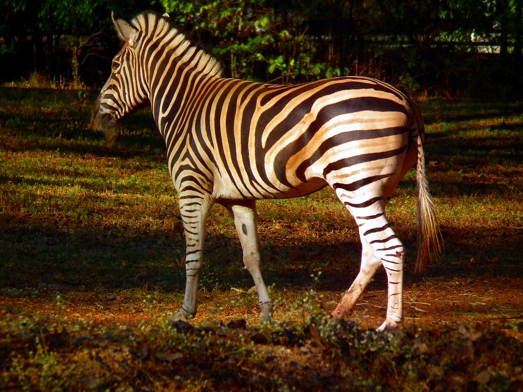 zebra at mysore zoo Zebras are African equids best known f… Flickr