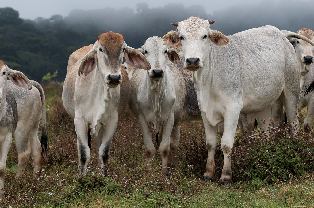 20040922 at 123910 Cattle in themist. Atherton tablela… Flickr