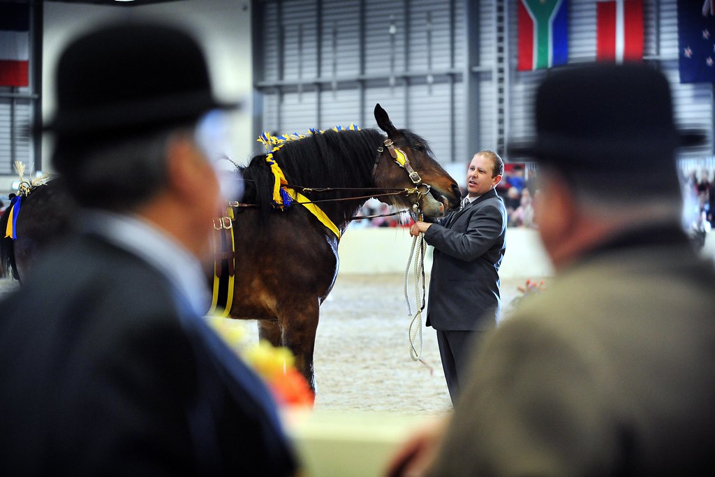 Shire Horse Show Judges look on at the horses competing. Ben Davis