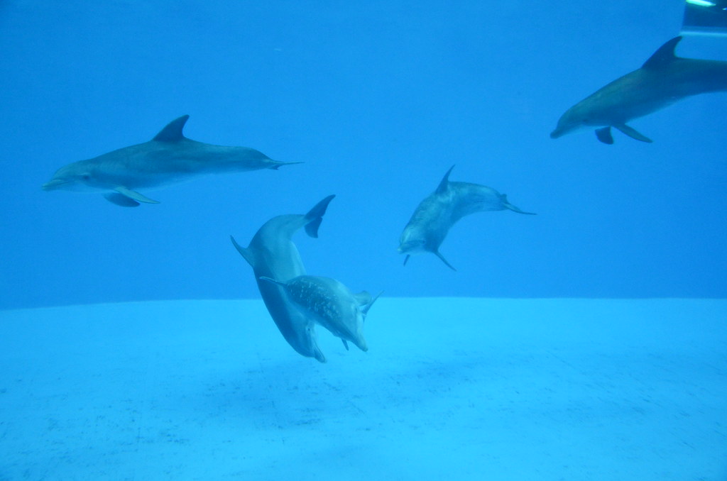 Brookfield Zoo Dolphins 209 Brookfield Zoo Dolphins 8400 3… Flickr