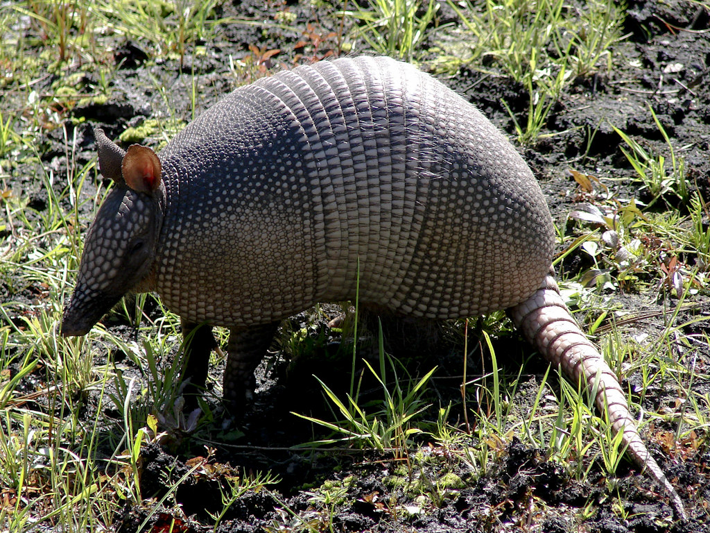 Armadillo Armadillo at Moses Creek Conservation area St.Au… Flickr