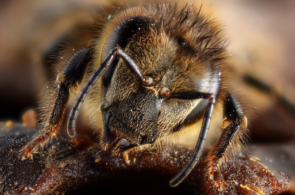 Honey bee portrait Honey bee (Apis melifera) portrait. Vie… Flickr