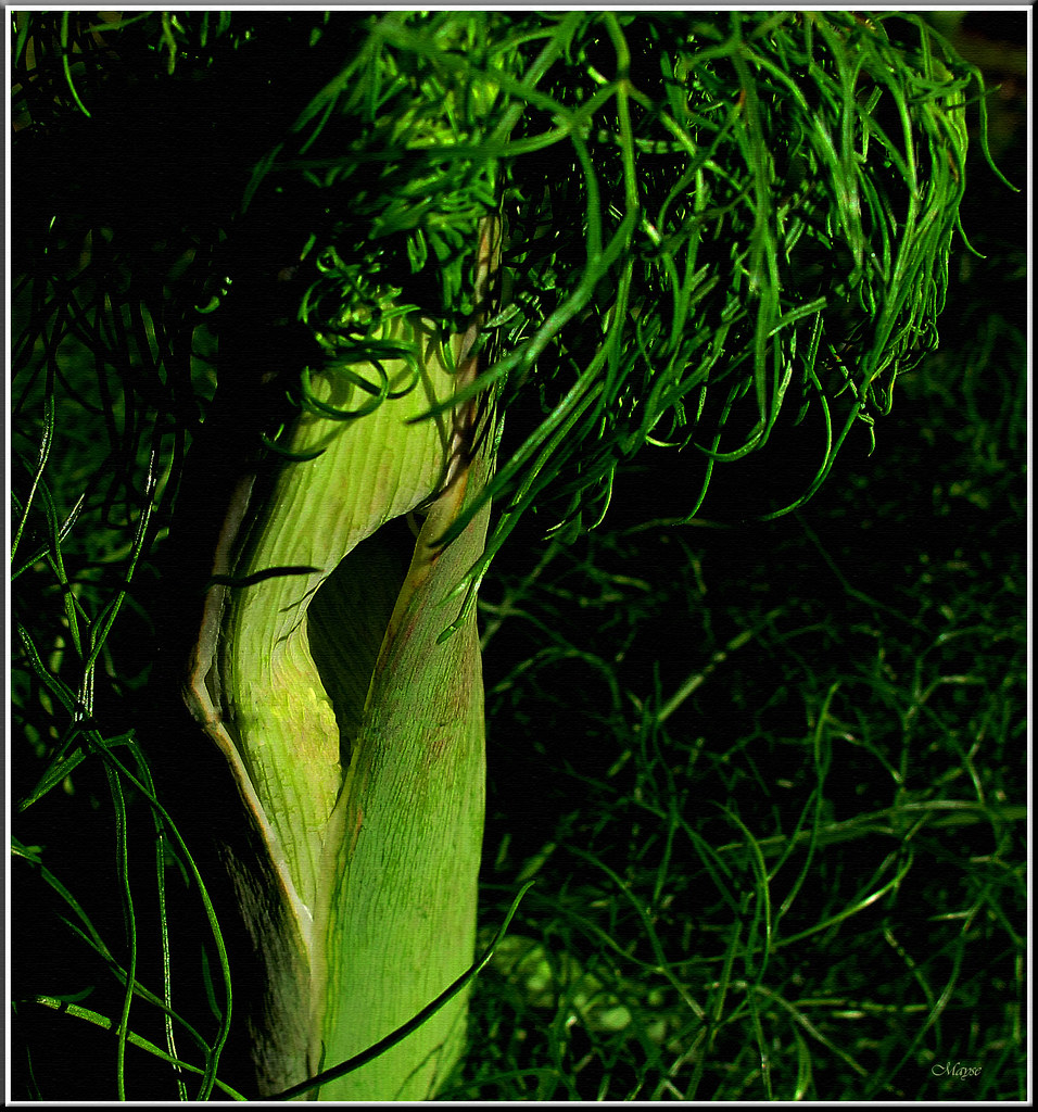 PANAIS brulant plante qui brule la peau et qui pousse en