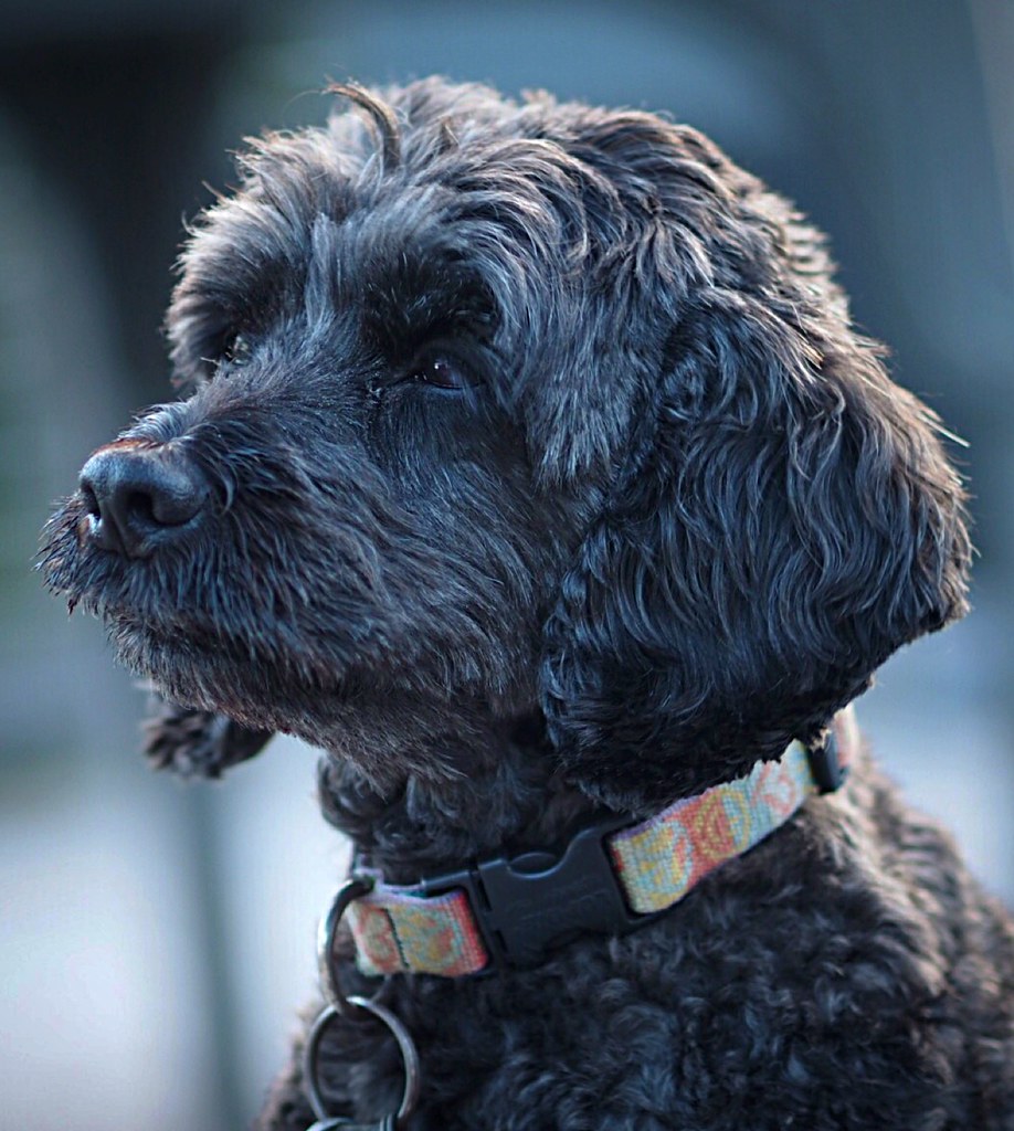 Dog Greying Gracefully!!! Zoë Eisenberg Flickr