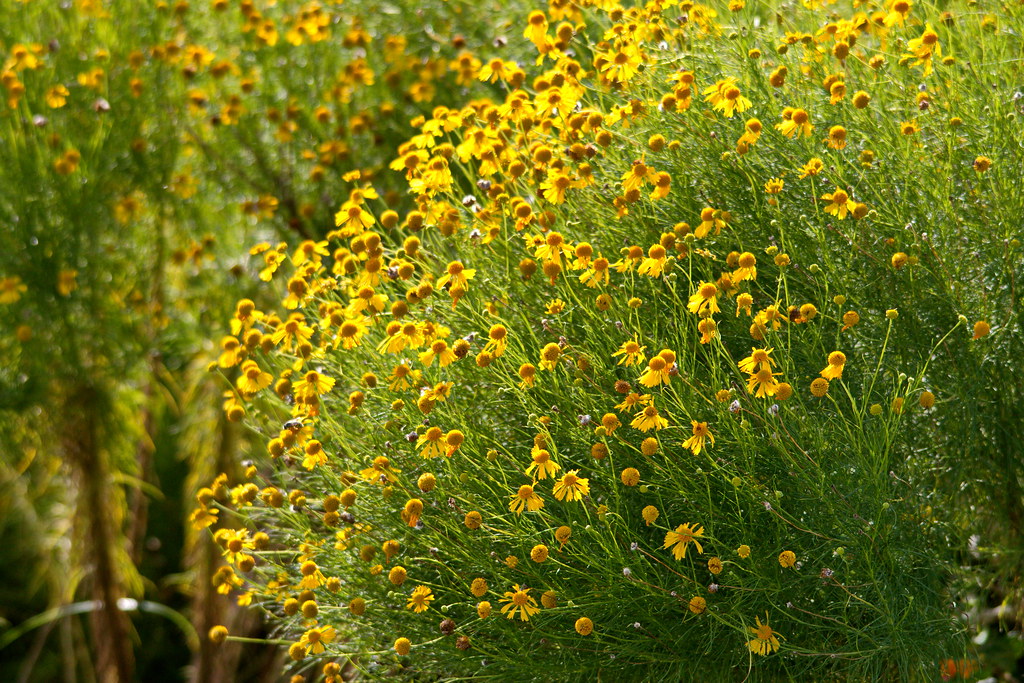 ABNP 8715 (243) Apollo Beach Nature Park, Apollo Beach, … Fred