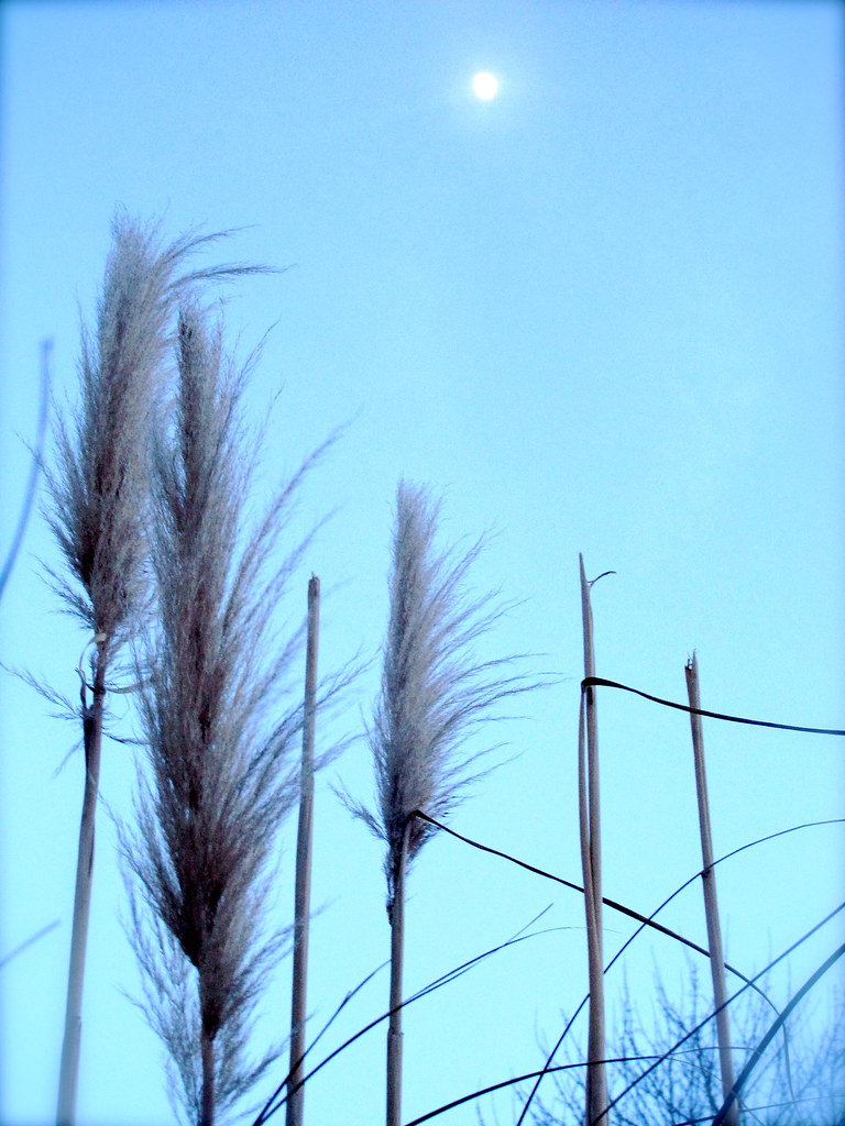9/365 Feather duster plant Some interesting plants. Flickr