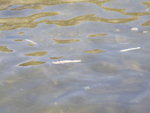 津波で傷ついた魚たち... 分かりずらいけど、被災地の海近くの川で見かけた魚たち。体の半分が削れてる...。おそらく… Flickr