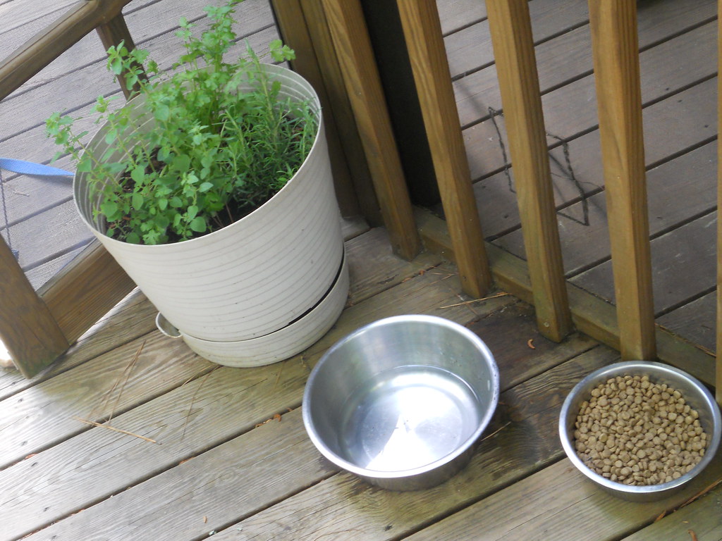 Master the Art of Growing Herbs on a Window Ledge Your Ultimate Guide