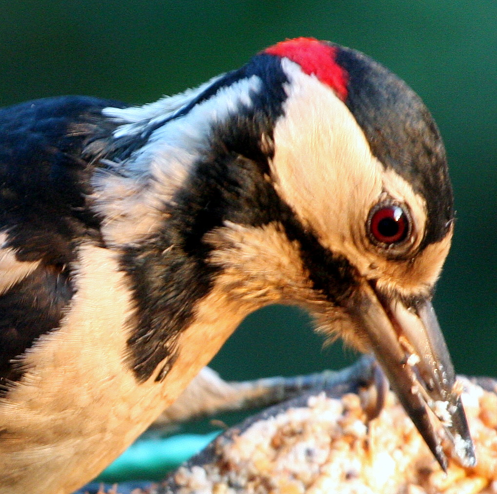 Woodpeckers Eye. Male Great Spotted Woodpecker,enjoying th… Flickr