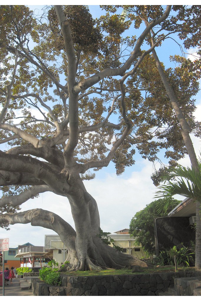 Banion Tree Kona Beach, Big Island, Hawaii Paul Johnson Flickr