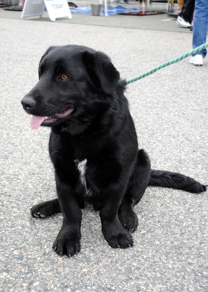 MRPS 032 black lab basset mix Flickr