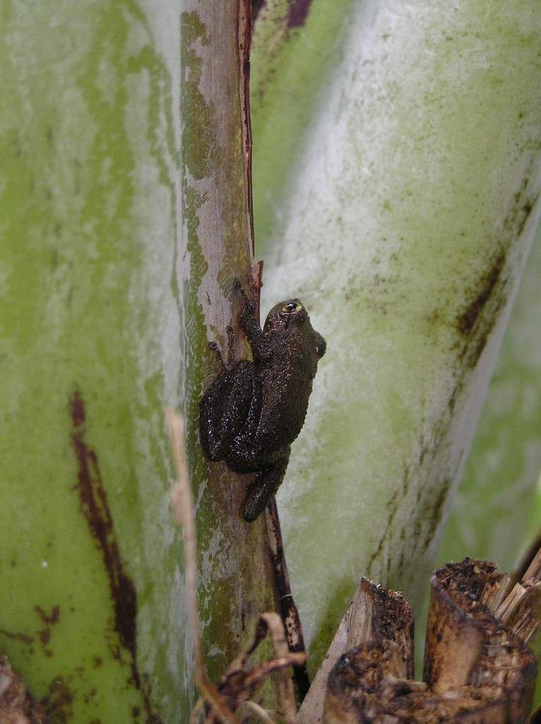 coqui_frog_on_banana_petiole_3 Coqui frog on banana plant.… Flickr