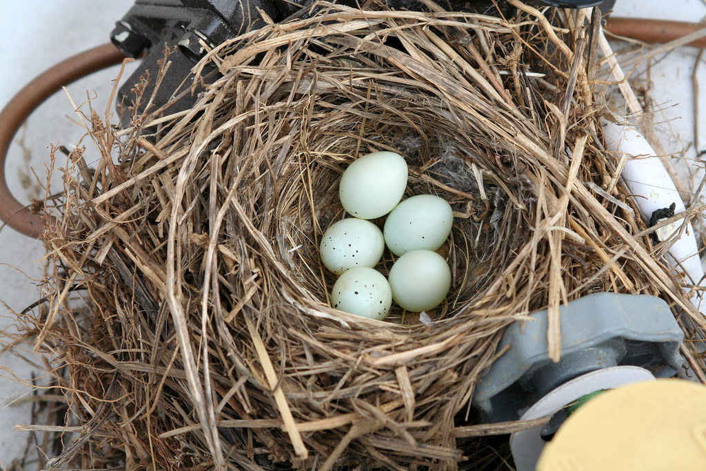 house finch nest eggs NJ Audubon Wattles Stewardship Cen… Flickr