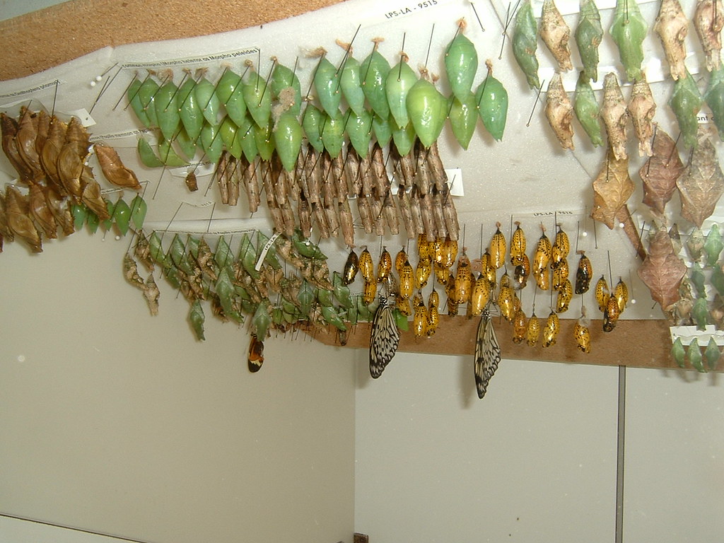 DSCF0011 Chrysalis in Callaway gardens butterfly house, Mike R Flickr