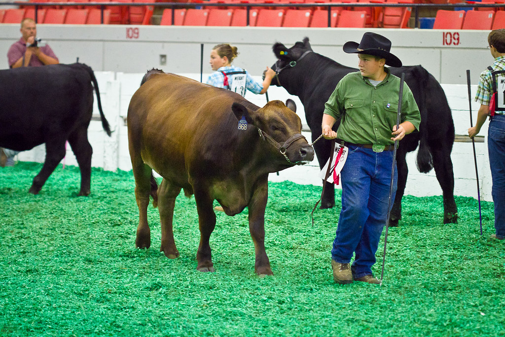 20100825acp375mb116 Steer Showmanship classes at the 4H/F… Flickr