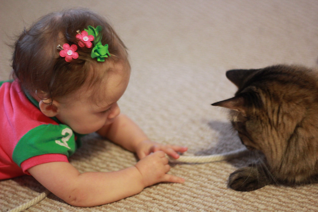 Cat toys and baby toys are pretty much the same thing. And… Flickr