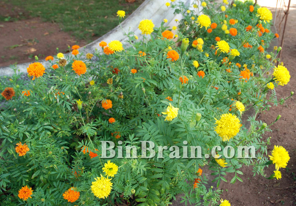 Jamanthi Flowers For more videos visit www.binbrain.tv