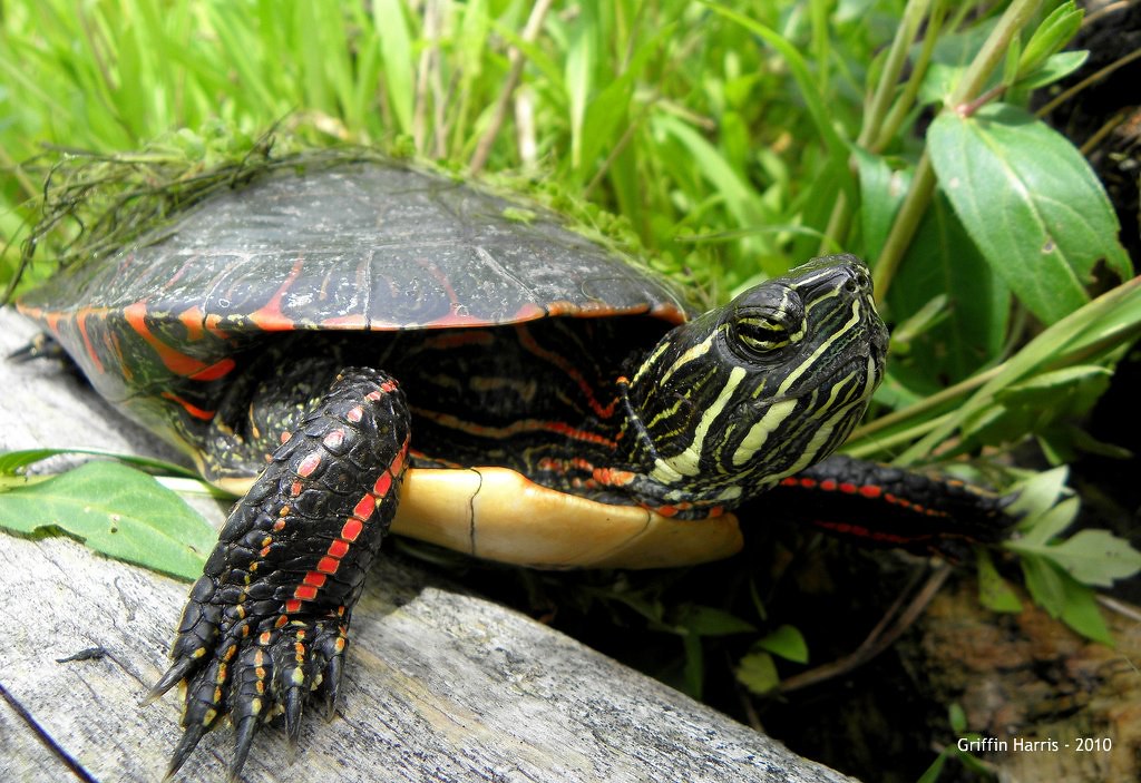 Midland Painted Turtle Lake County, IL Chrysemys picta Griffin