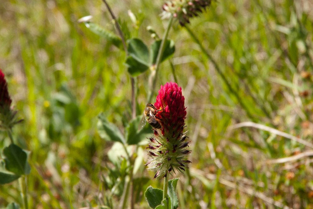 CRW_7635 ElectricEye Flickr