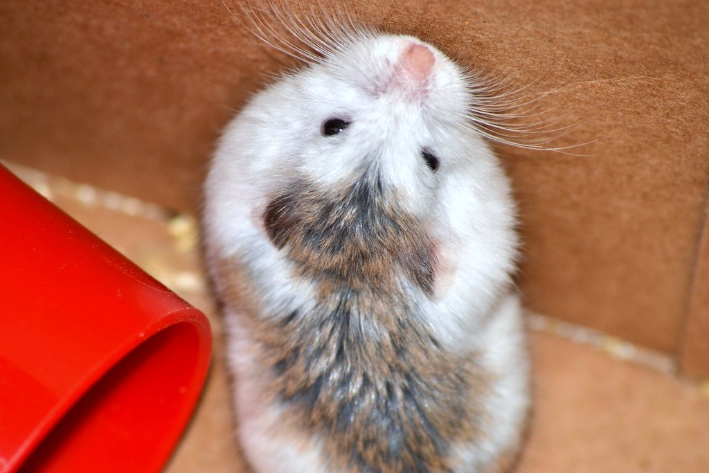 Mottled/Pied Roborovski Hamster | Mari | Flickr
