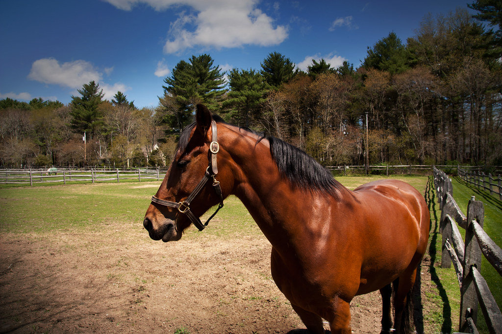 Taken at the 2011 USDF at Belan Stables Lakeville Ma Flickr