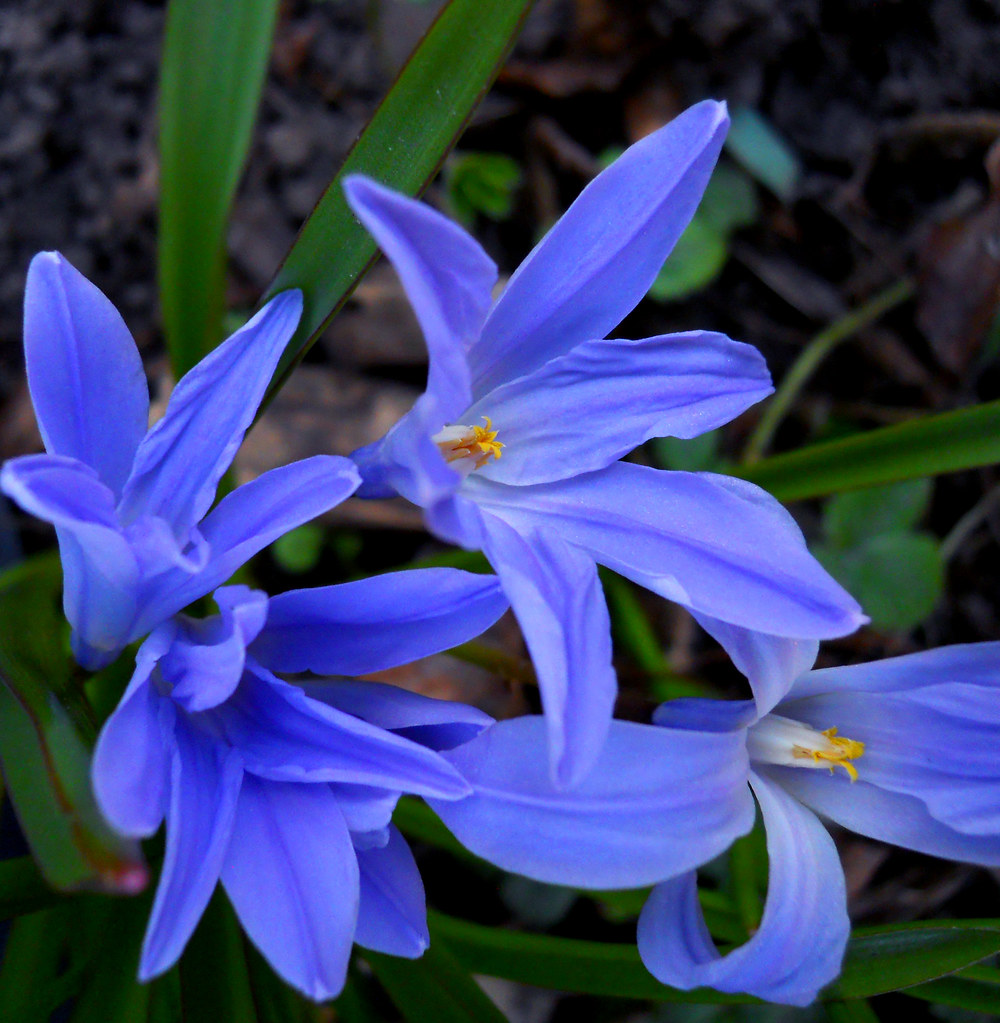 Blue spring flower Early blue spring flower May Lis Birchall Flickr
