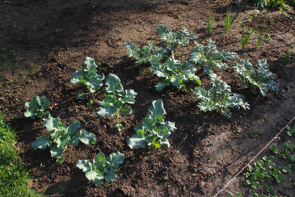 kale and broccoli, in the spring garden kale and broccoli,… Flickr