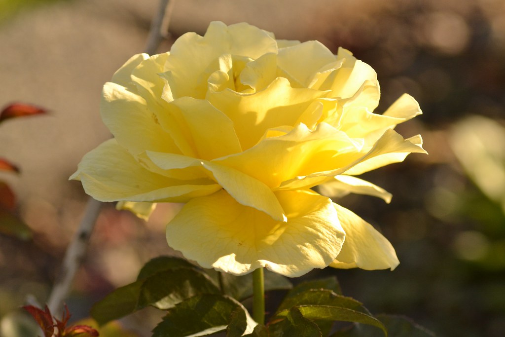 Yellow Rose in Washington Teresa Trimm Flickr