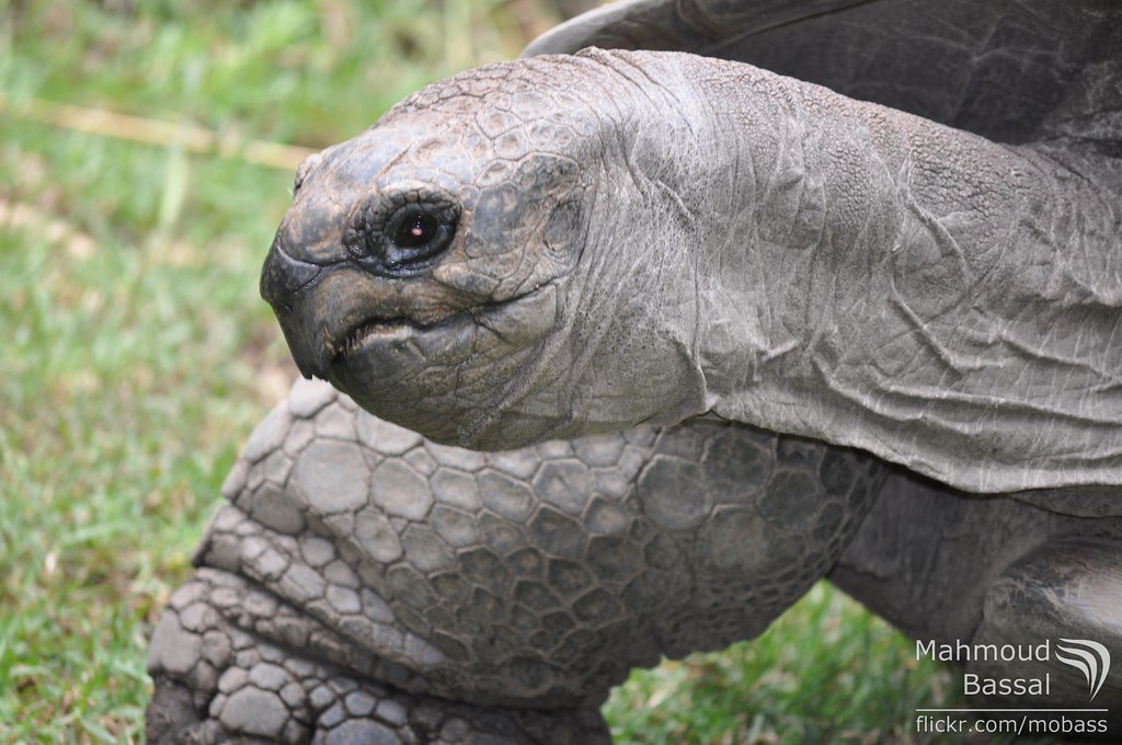 Melbourne Zoo 21 Giant Turtle Copyright © Mahmoud Bass… Flickr