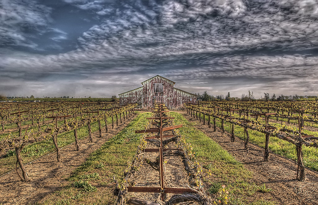 Leading Vines Have passed this barn many times and always … Flickr