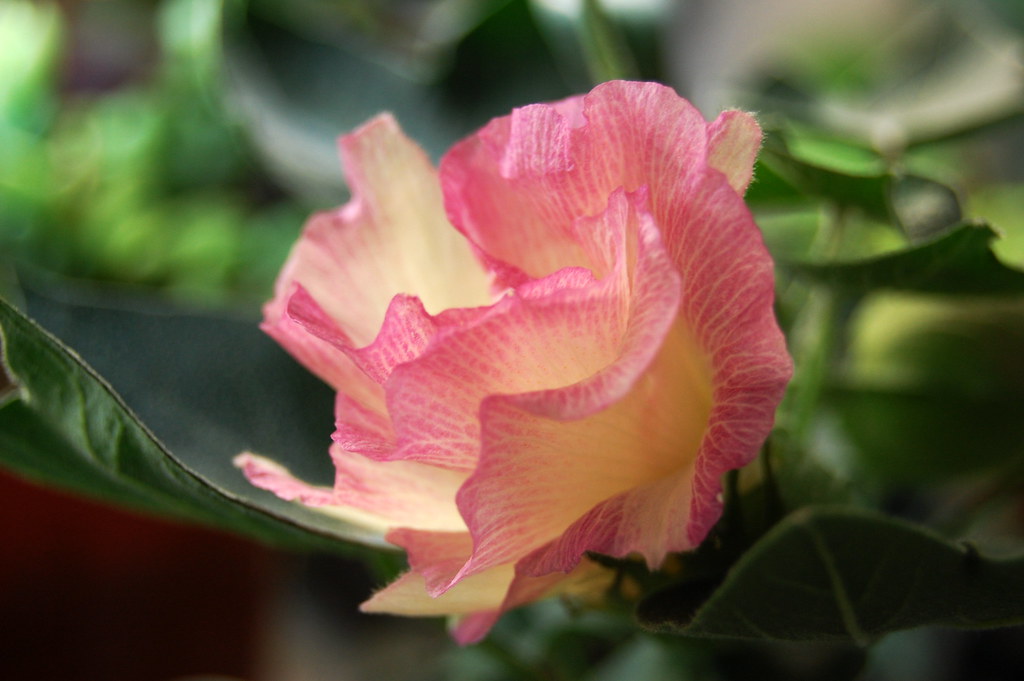 Cotton Bloom Grown indoors from seed Kalanchoe! Flickr