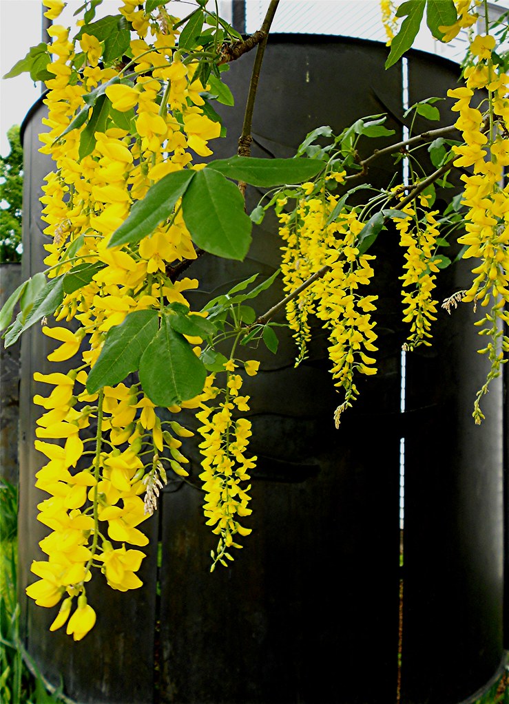 Golden Chain Tree Blossoms Beautiful; but, poison !!! Gree… Flickr