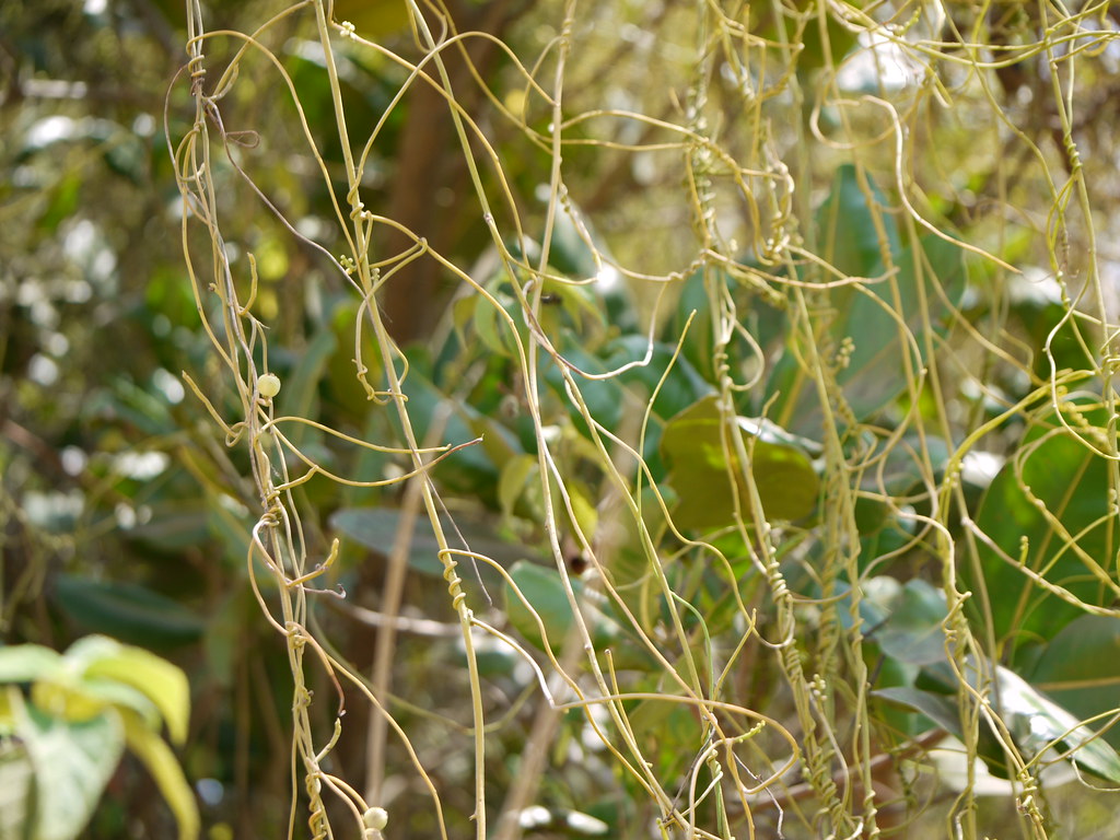 Akasbel (Hindi आकासबेल) Lauraceae (laurel family) » Cassy… Flickr