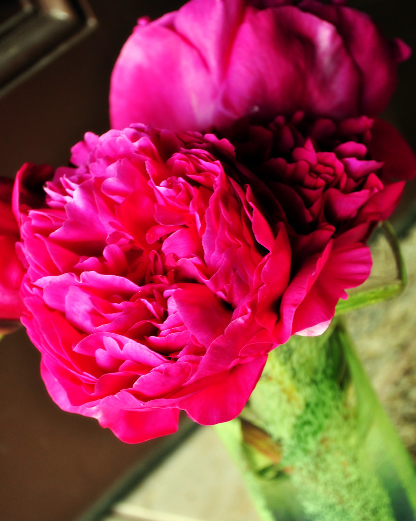 cut peonies in vase Flickr