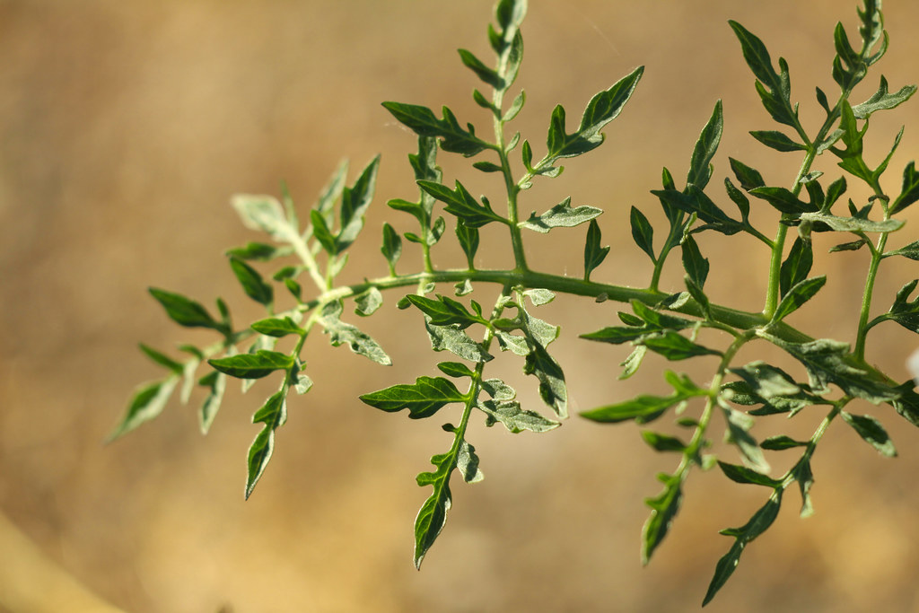 Silvery Fir Tree Tomato Foliage This tomato has the pretti… Flickr