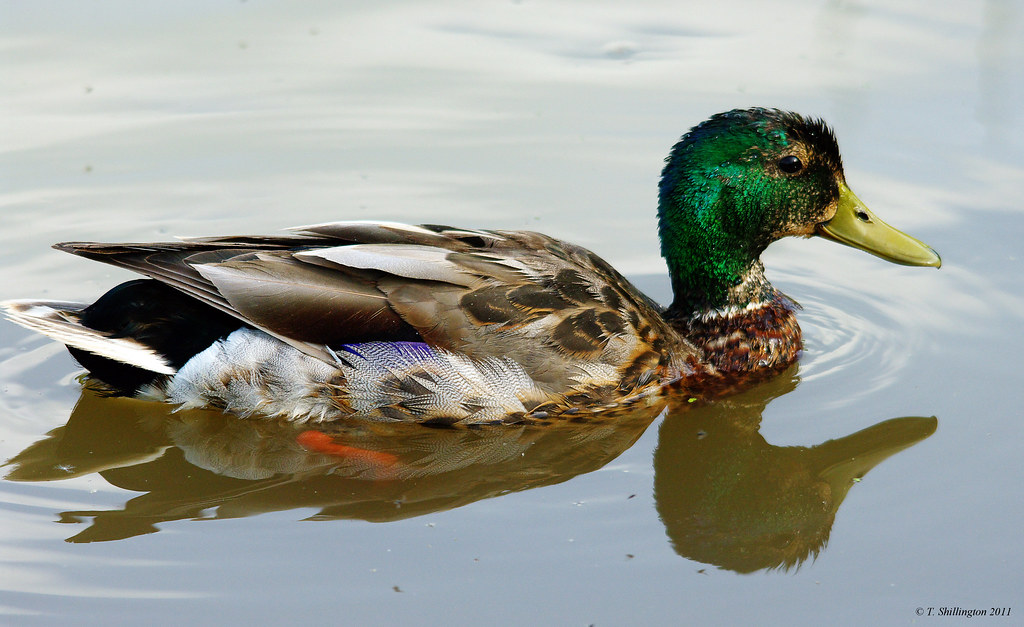 Dirty Duck In a small pond along the banks of the Peticodi… Flickr