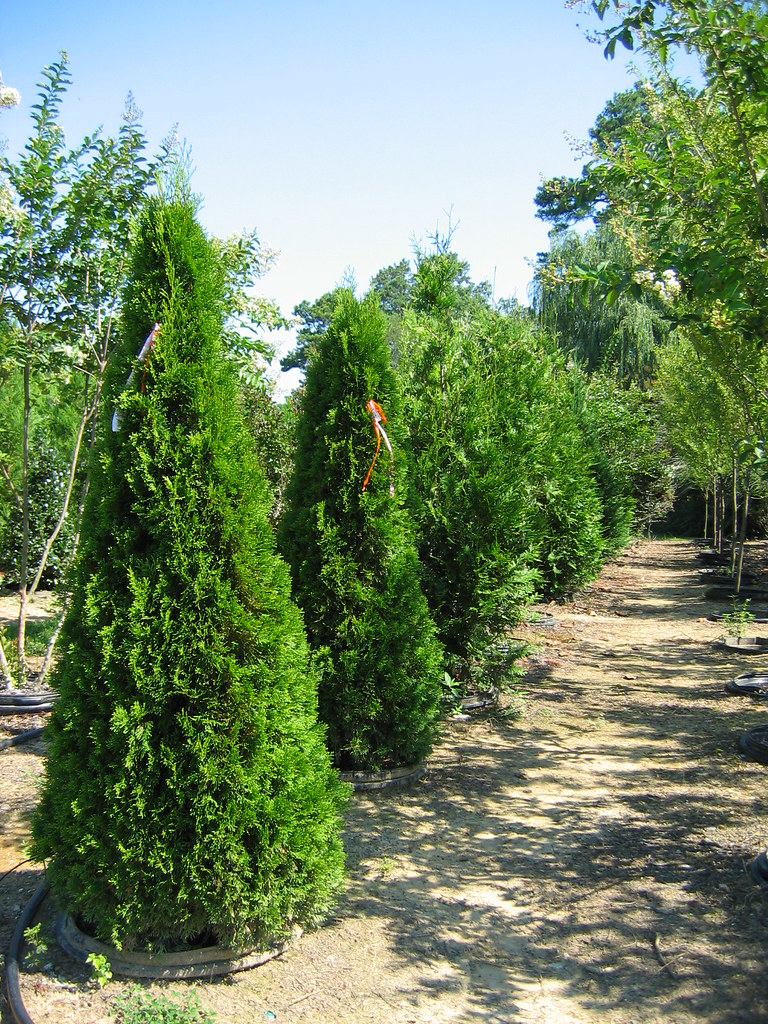 Emerald Green Arborvitae 25 Emerald Green Arborvitae 25 Flickr
