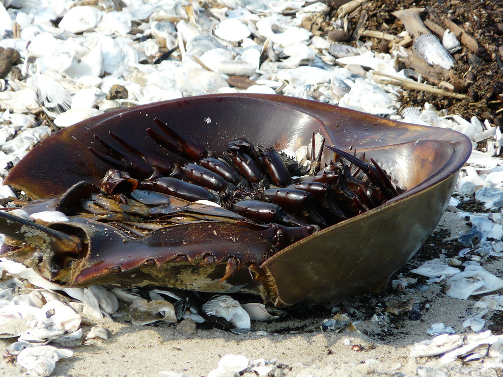 Half alive Horseshoe Crab Reeds Beach in Cape May, New Jer… Flickr