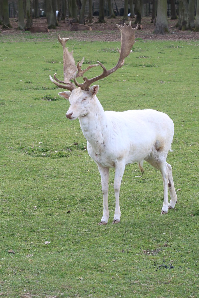White Deer / Weißer Hirsch / Albino You may use this pictu… Flickr
