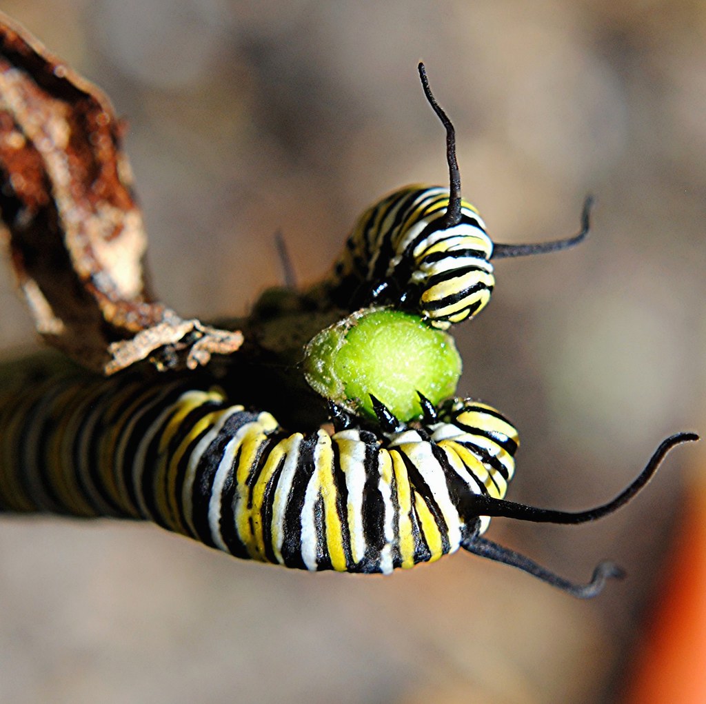 Yellow, black and white striped Monarch caterpillar is dec… Flickr