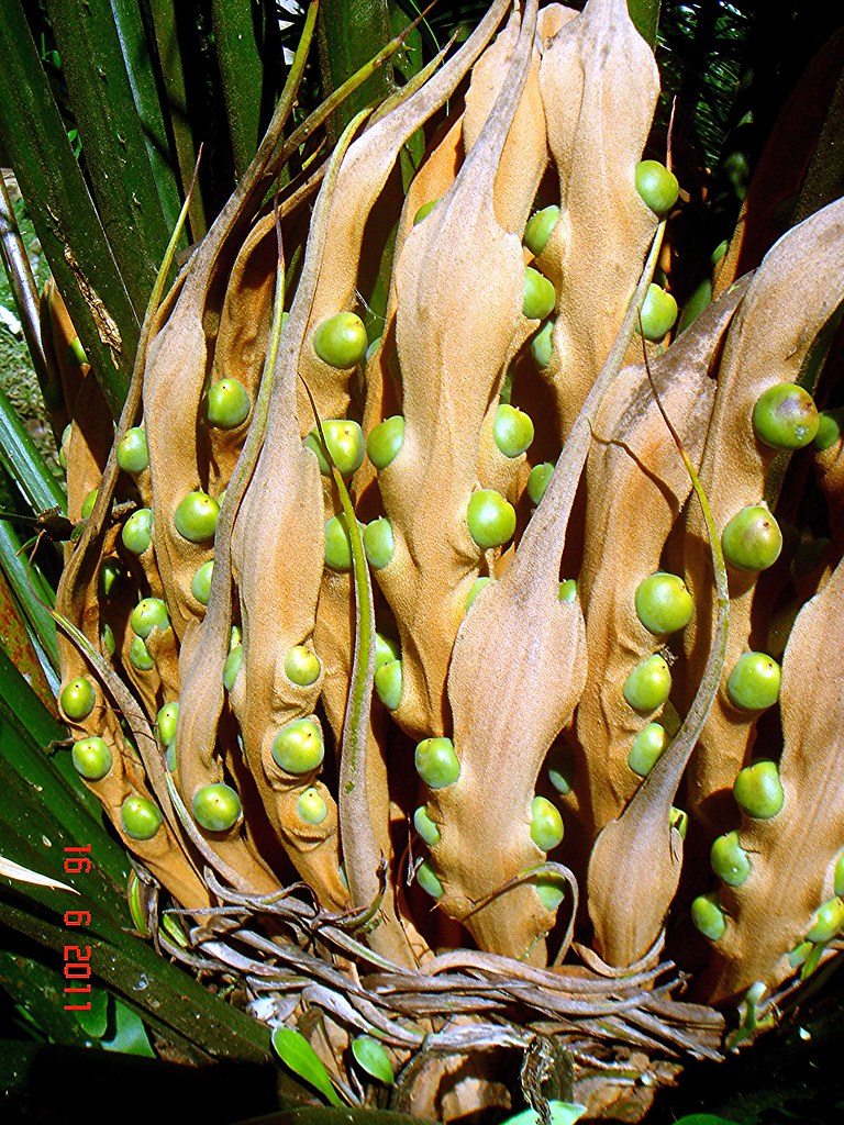 Cycas rumphii Miq. Jeniang, Kedah, Malaysia. Female cone