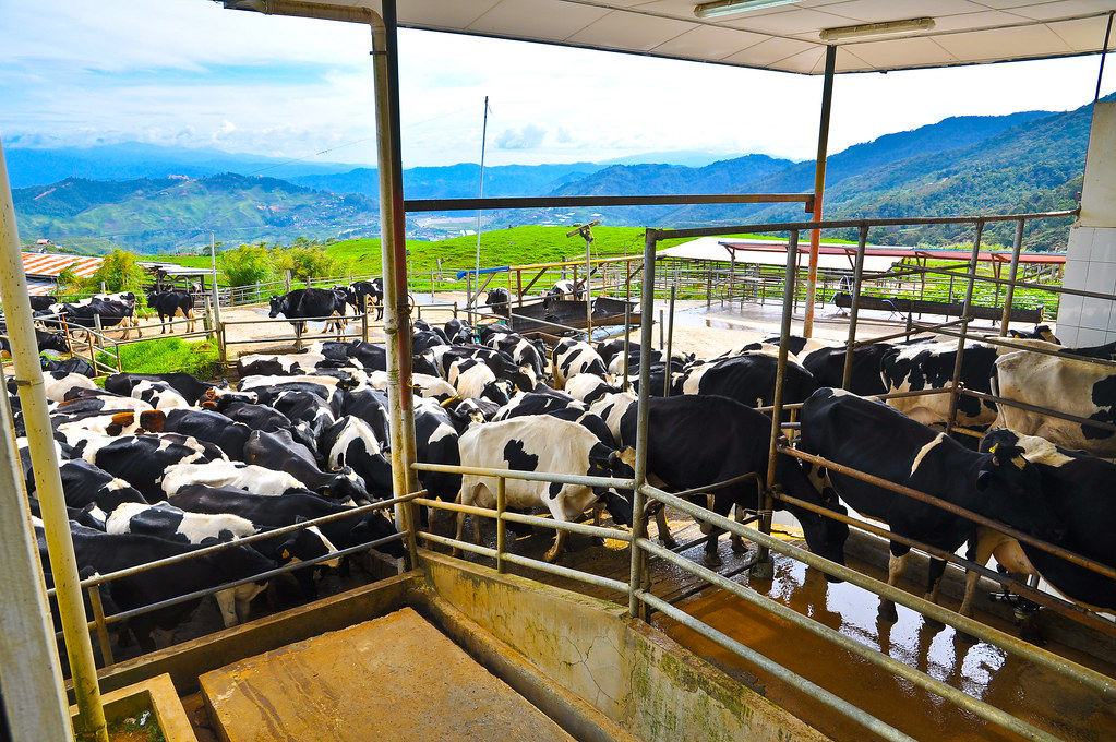Desa Dairy Farm Kundasang Desa Dairy Farm Kundasang, Ranau… Flickr