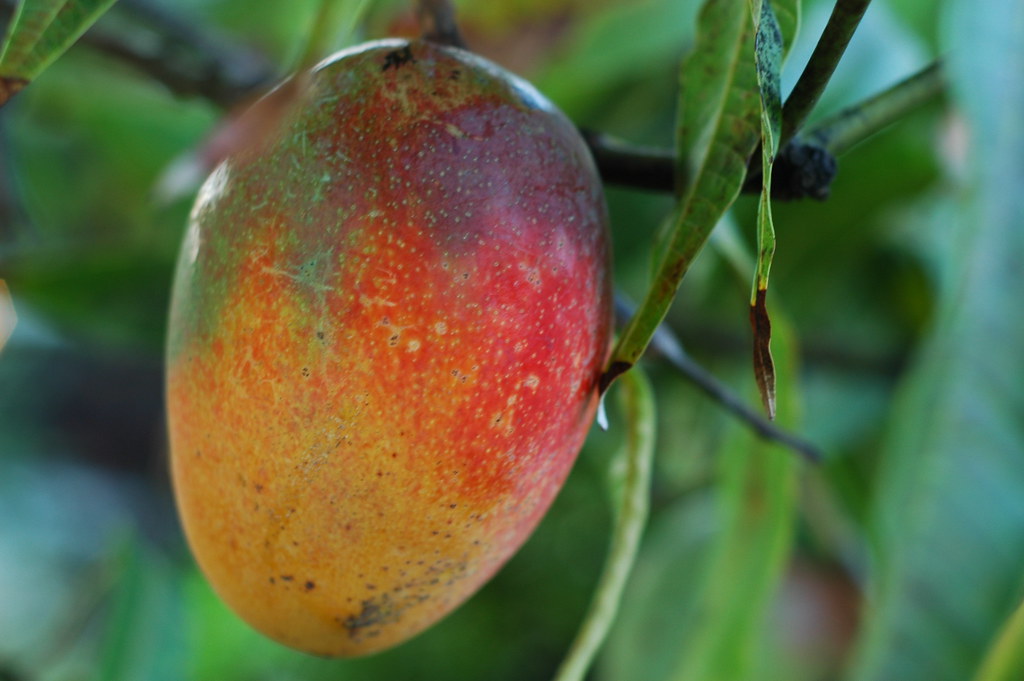 mango (170) down to florida for a bit. this is from the m… Flickr
