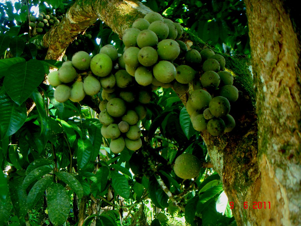 Lansium domesticum Corrêa "Dokong" Jeniang, Kedah