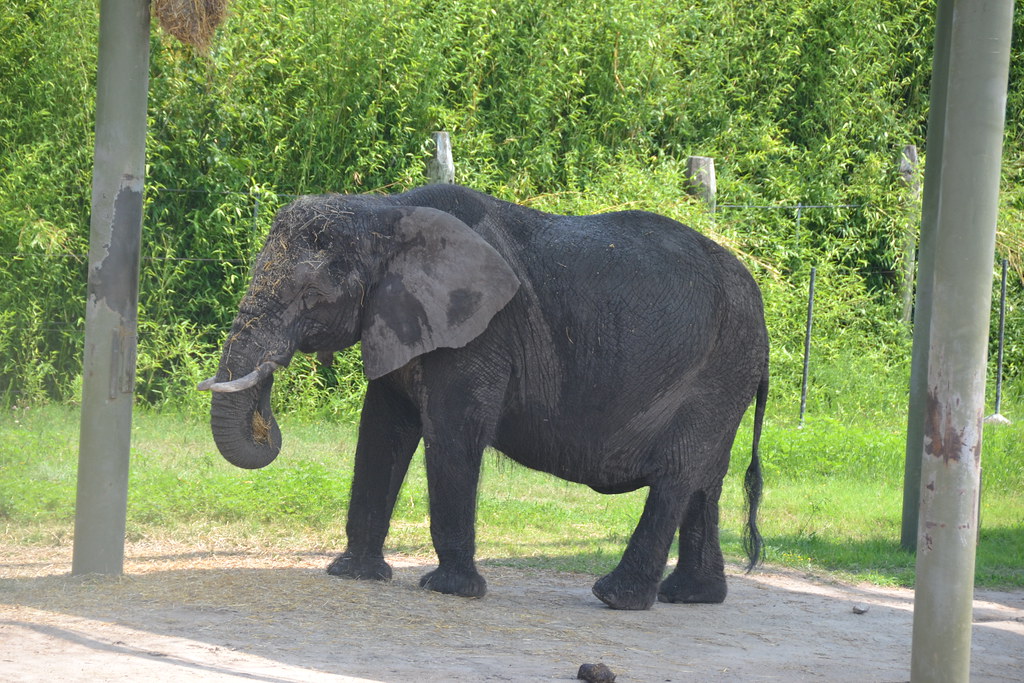 Norfolk Zoo With Josh and Melinda on July 7, 2011 archiew Flickr