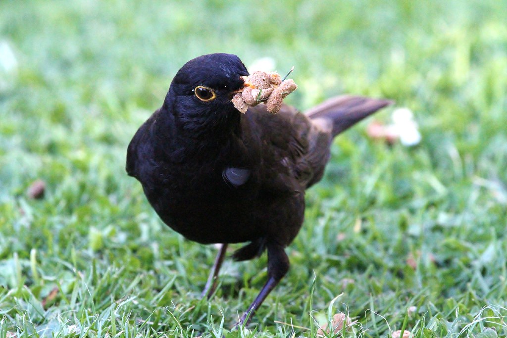 Blackbird with food Our Garden Regulars Jo Garbutt Flickr
